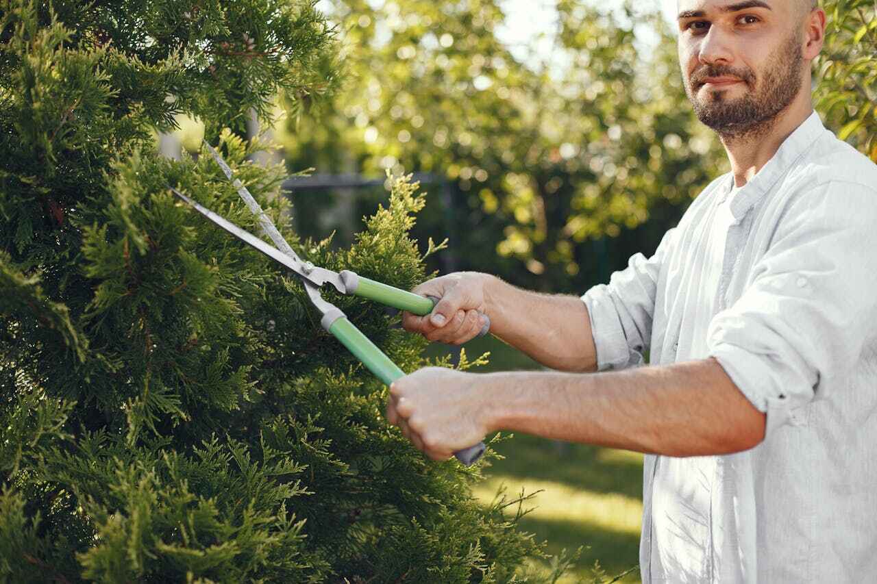 Dead Tree Removal in Bryan, TX